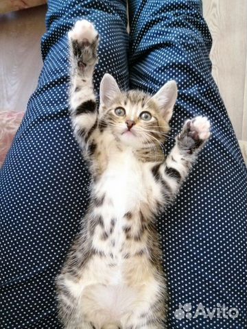 Котик