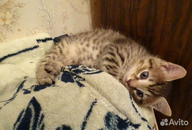 Серенький котенок ищет Вас Серенький котенок ищет Вас