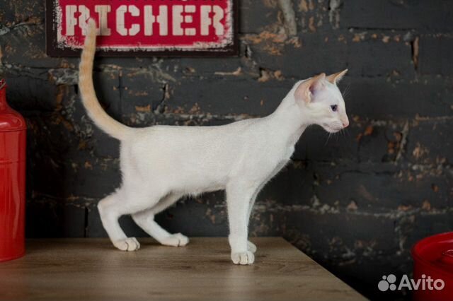 Ориентальный котенок