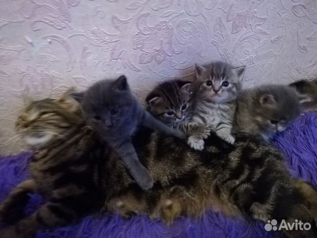 Малыши ищут дом