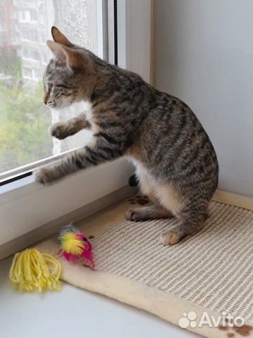 Котенок в добрые руки Котенок в добрые руки