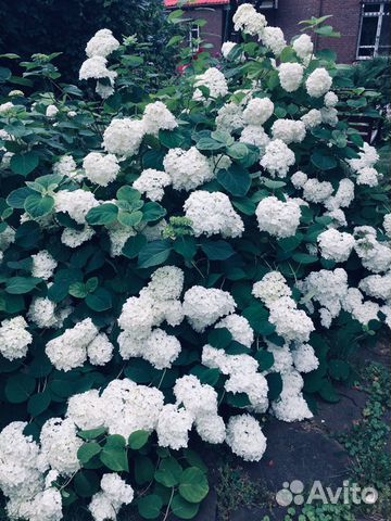 Гортензия древовидная