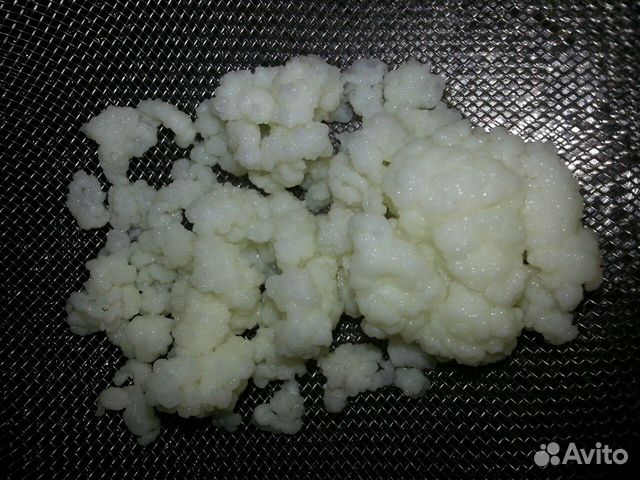 Молочный гриб для изготовления кефира