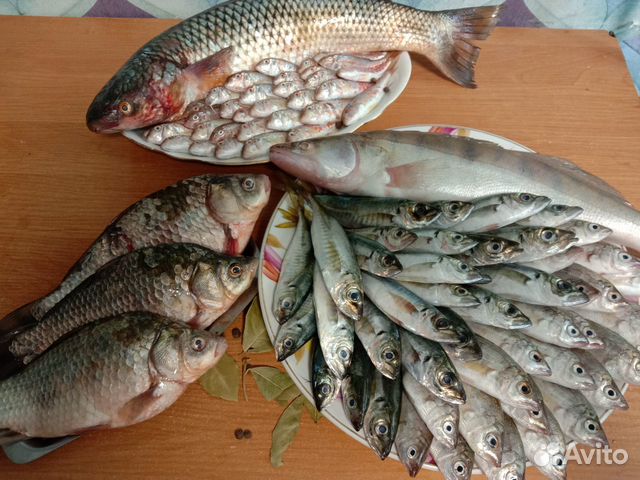 Черноморская Рыба Фото