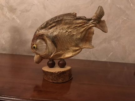 Чучело пираньи