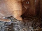 Продаются кролики породы Австралийская красная объявление продам