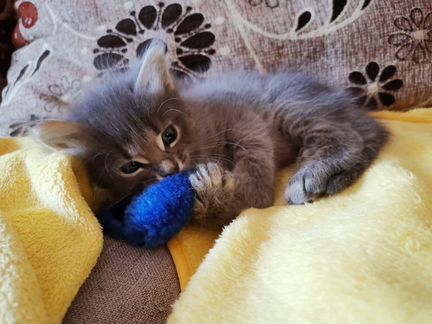 Отдам котенка сибирской породы