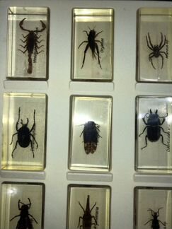 Коллекция насекомых