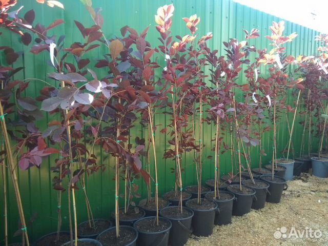 Черемуха Шуберта