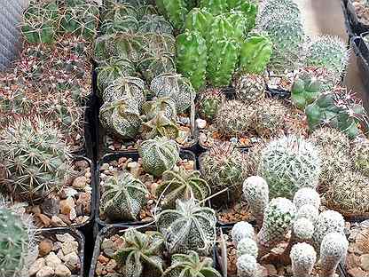 Коллекция кактусов. Более 30 видов. Суккуленты