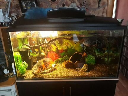 Аквариум 200 литров с тумбой
