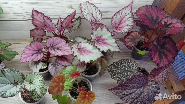 Бегонии купить в Ростове-на-Дону | Товары для дома и дачи | Авито