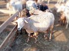 Овцы, ягнята Катумские объявление продам