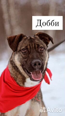 Собака красавец в добрые руки отдам