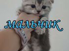 Британские котята объявление продам