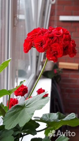 Пеларгония-герань розебудная. колерия красный цвет