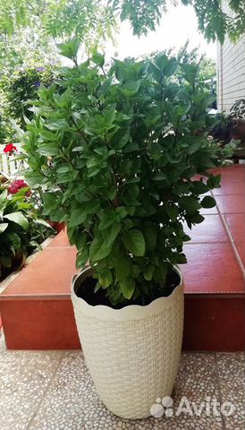 Кипрский многолетний базилик