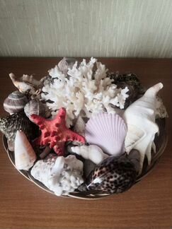 Набор ракушек в корзине