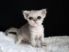 Супер-кудрявые котята из питомника объявление продам
