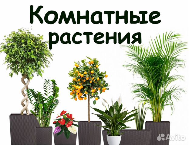 Авито комнатные цветы купить челябинск цветы метро новослободская купить