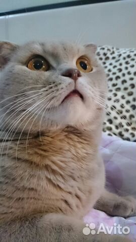 Вязка Шотландский вислоухий кот