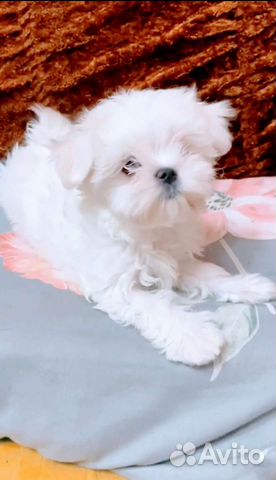 Красивые щенки Мальтезе. Мальтийская болонка РКФ