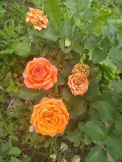 Кустовые розы саженцы