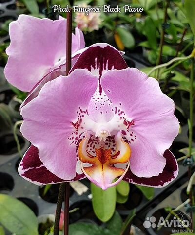 Орхидея бабочка Champion Lightning (peloric)