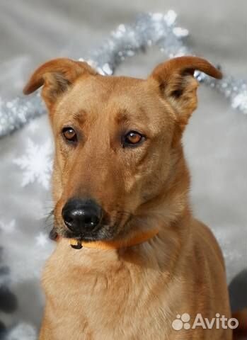 Элегантный Морис в добрые руки