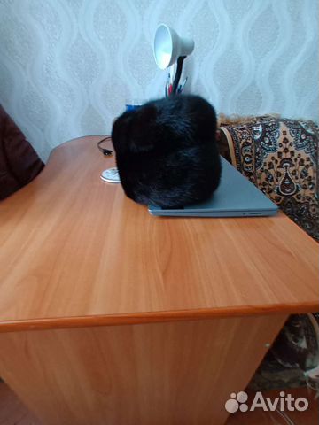 Шапка норковая
