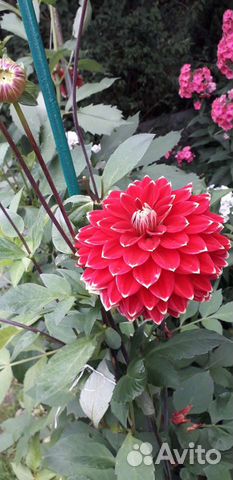 Цветы георгины срезка и клубни