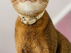 Абиссинская кошка вязка объявление продам