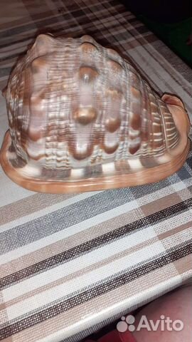 Ракушка Ципрекассис, 15 см