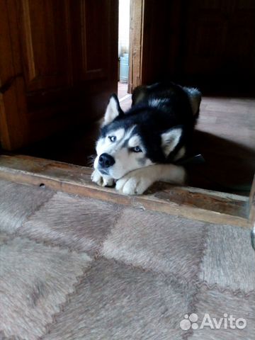 Гостиница для собак и животных / Передержка