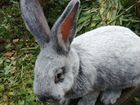 Кролики Большое Светлое Серебро объявление продам