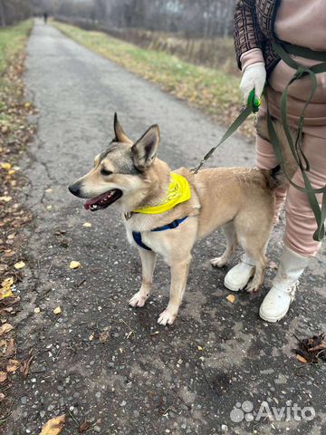 Ласковый и нежный Персик