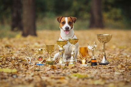 Вязка кобель джек рассел