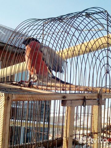 Лесные птицы