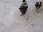 Продам щенков лайки, рождены в начале де объявление продам
