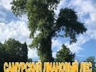 Экскурсия в Самурский лес и всему Дагестану