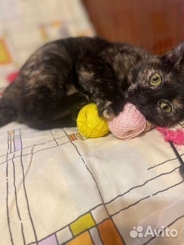 Ласковая кошечка Гера в добрые руки