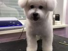 Собака бишон фризе щенки объявление продам
