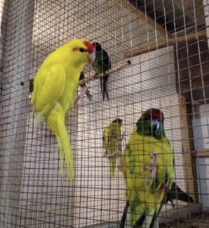 Какарики большой выбор ручных малышей