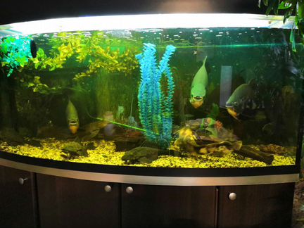 Аквариумы и гроты