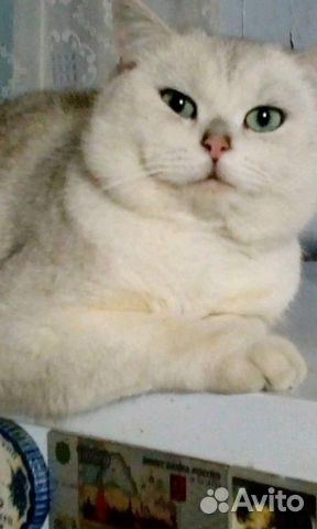 Бриташки шиншилляшки