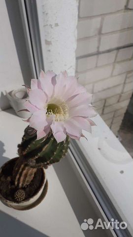 Кактус цветущий