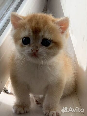 Британская золотая шиншилла