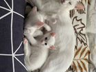 Котенок Турецкой кошки,все подробности в смс объявление продам