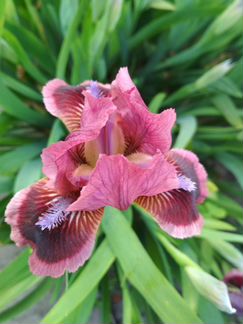 Карликовый ирис