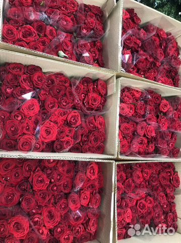 Роза, букеты